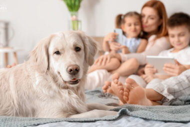 Anchoring Your Pets Day Crafting Consistent Routines That Build Trust