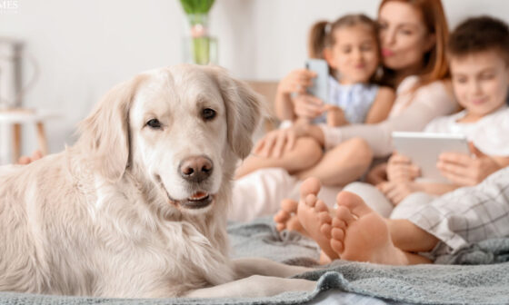 Anchoring Your Pets Day Crafting Consistent Routines That Build Trust