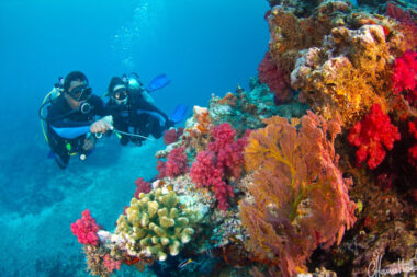 Fiji Dive Resorts An Insiders Guide to Coral Kingdoms and Shark Thrills