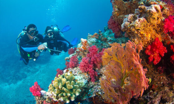 Fiji Dive Resorts An Insiders Guide to Coral Kingdoms and Shark Thrills