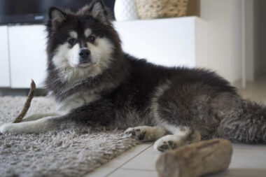 Low Waste Pet Care Practical Swaps That Keep Tails