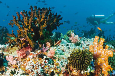 Maldives Beneath the Surface Currents Creatures and Coral Realms