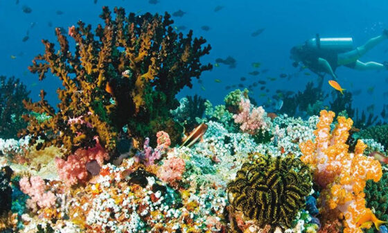 Maldives Beneath the Surface Currents Creatures and Coral Realms