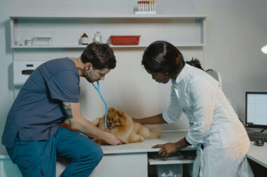 Protecting Your Veterinary Career With Smart Disability Coverage
