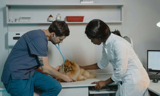 Protecting Your Veterinary Career With Smart Disability Coverage
