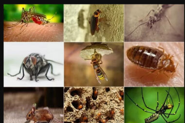 Small Habits Big Invaders How Melbourne Homes Unwittingly Welcome Pests