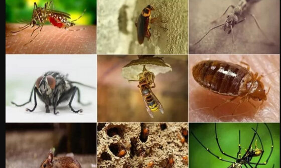 Small Habits Big Invaders How Melbourne Homes Unwittingly Welcome Pests