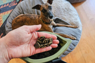 Smart Snack Rewards for Dogs Healthy Bites That Power Training