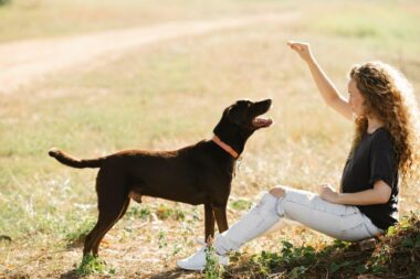 Behavioral Signs Your Dog May Need Expert Training Support