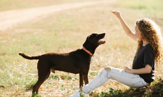 Behavioral Signs Your Dog May Need Expert Training Support
