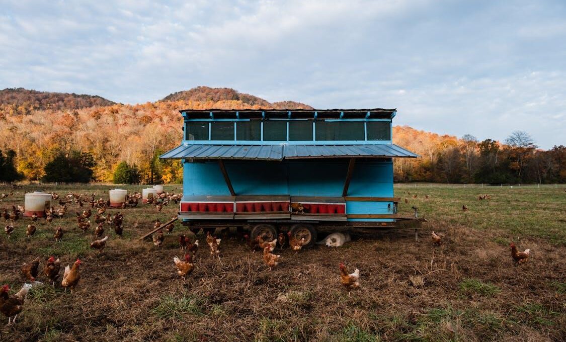 How Pet Keeping Habits Influence Outdoor Structure Choices