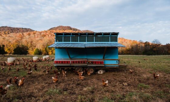 How Pet Keeping Habits Influence Outdoor Structure Choices