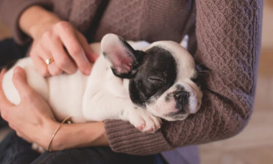 Importance of Choosing Ethically Sourced Puppies for Responsible Pet Ownership in Singapore