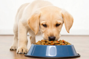 Nutrition Tips for Growing English Labrador Puppies