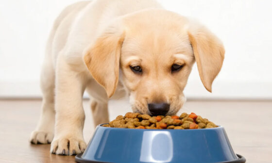 Nutrition Tips for Growing English Labrador Puppies
