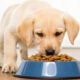 Nutrition Tips for Growing English Labrador Puppies