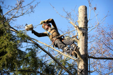 Services That a Professional Arborist Offers