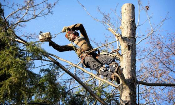 Services That a Professional Arborist Offers