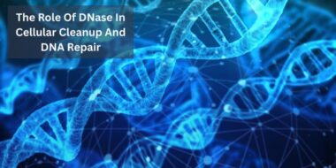The Role Of DNase In Cellular Cleanup And DNA Repair 1