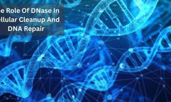 The Role Of DNase In Cellular Cleanup And DNA Repair 1