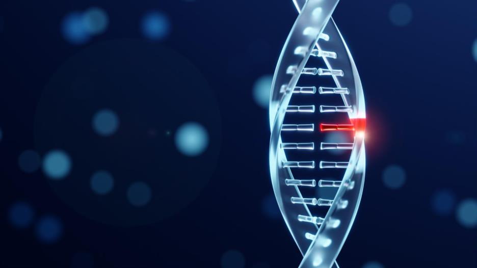 The Role Of DNase In Cellular Cleanup And DNA Repair 2