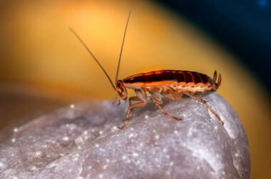 Tips For Spotting Early Signs Of Pest Activity In Orange County