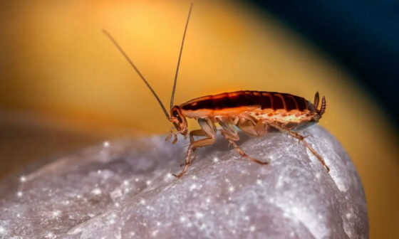 Tips For Spotting Early Signs Of Pest Activity In Orange County
