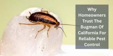Why Homeowners Trust The Bugman Of California For Reliable Pest Control