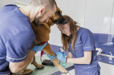Disability Insurance for Practicing Veterinarians