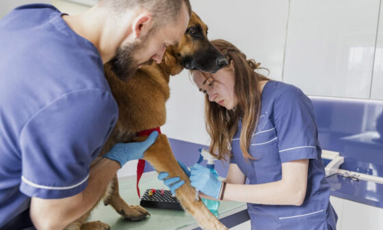 Disability Insurance for Practicing Veterinarians