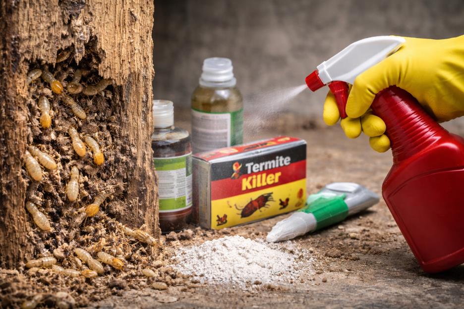 What Should You Do If You Find Termites 2