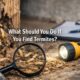 What Should You Do If You Find Termites