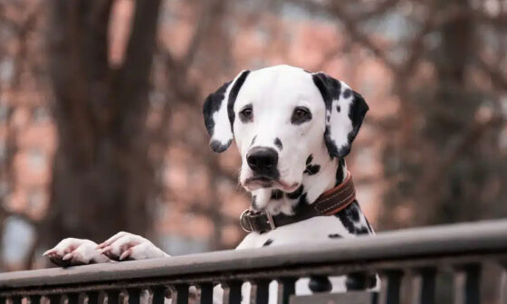 Why Dog Daycare Is a Good Option for Busy Pet Owners