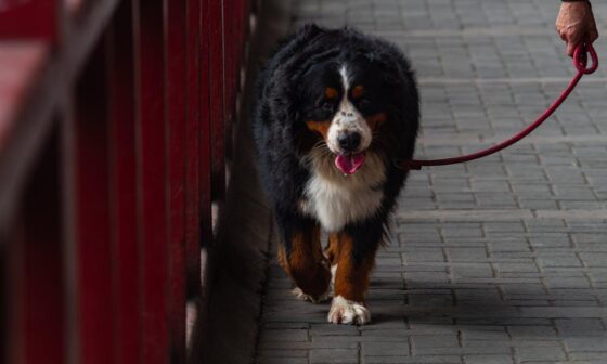 Elevating Everyday Dog Walks With Thoughtful Gear