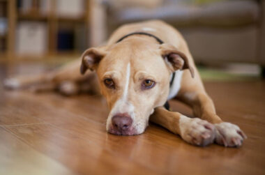 Is Your Dog Slowing Down or is It Something More