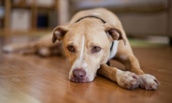 Is Your Dog Slowing Down or is It Something More