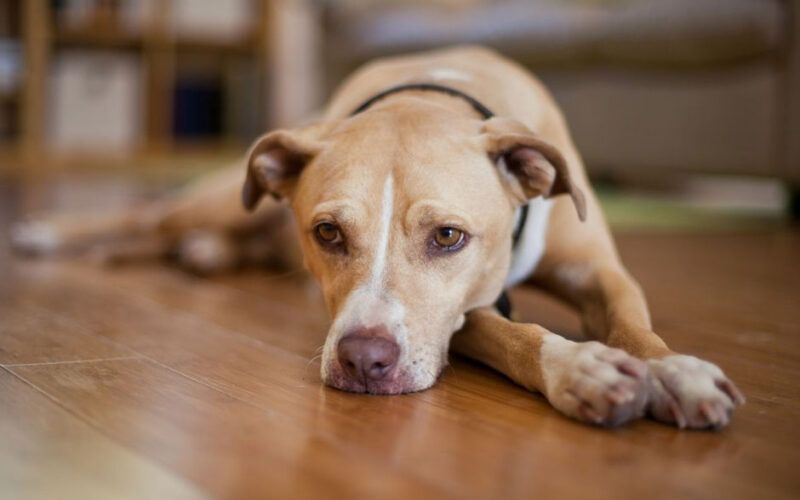 Is Your Dog Slowing Down or is It Something More