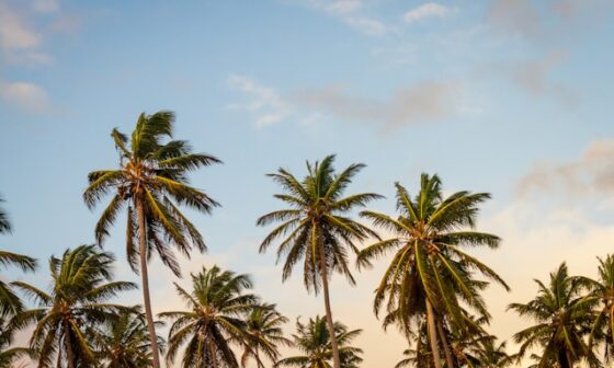 Strategic Integration of Palms in High End Landscape Architecture