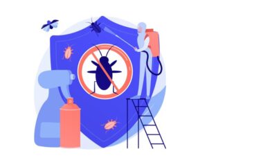 What Should You Do If You Find Bed Bugs