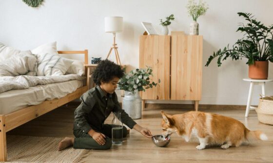 Simple Ways to Make Your Home More Comfortable for Pets