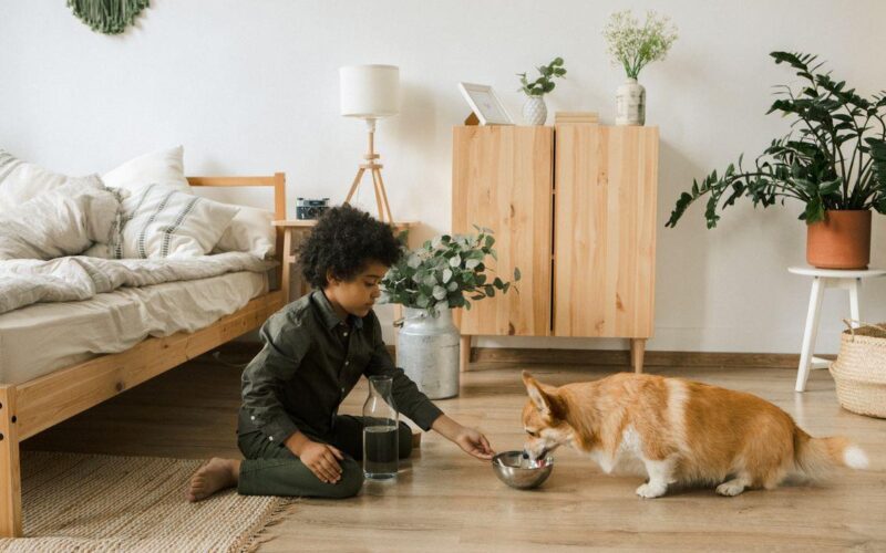 Simple Ways to Make Your Home More Comfortable for Pets
