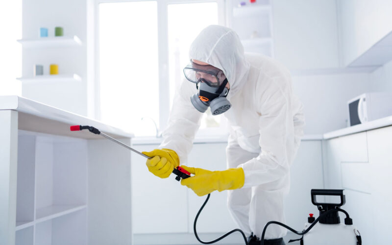 The Importance of Early Pest Detection Protect Your Home and Health