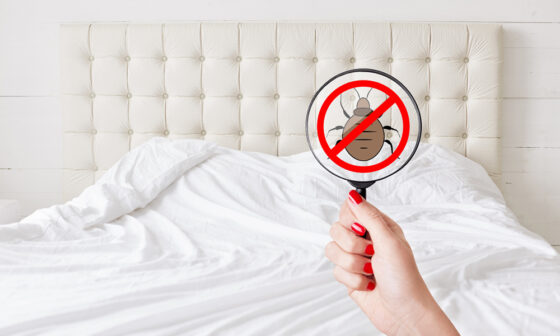 How to effectively eradicate an infestation