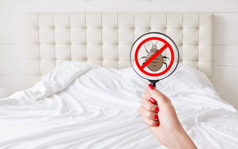 How to effectively eradicate an infestation