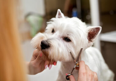 The Importance of Regular Grooming for Your Dogs Health and Happiness