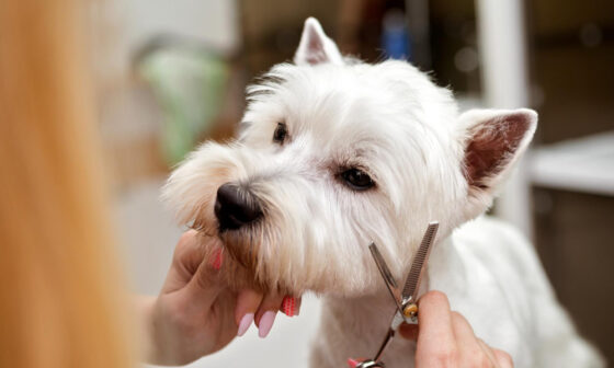 The Importance of Regular Grooming for Your Dogs Health and Happiness