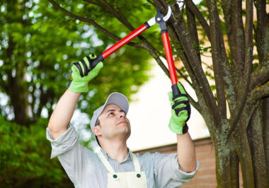 Tree Pruning Services