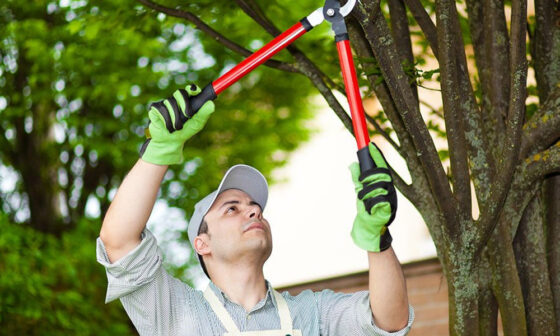 Tree Pruning Services