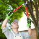 Tree Pruning Services