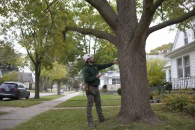 Emerald Ash Borer and the Case for Certified Arborists Across Greater Milwaukee WI